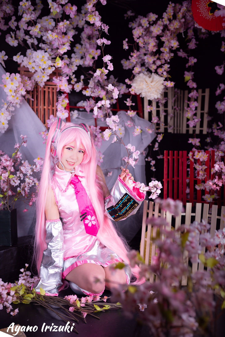 Sakura Miku from Vocaloid