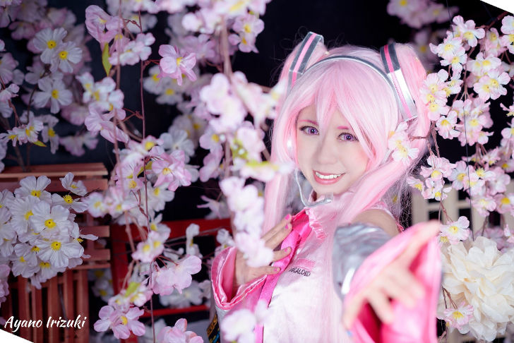 Sakura Miku from Vocaloid